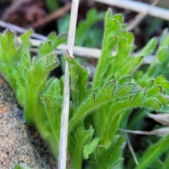 Calotis glandulosa at Dry Plain, NSW - 25 Sep 2022