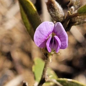 Hovea heterophylla at Dry Plain, NSW - 25 Sep 2022