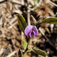 Hovea heterophylla at Dry Plain, NSW - 25 Sep 2022 09:50 AM