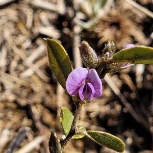 Hovea heterophylla at Dry Plain, NSW - 25 Sep 2022 09:50 AM