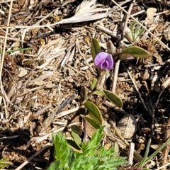 Hovea heterophylla at Dry Plain, NSW - 25 Sep 2022