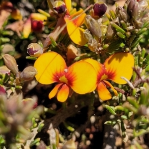 Dillwynia prostrata at Dry Plain, NSW - 25 Sep 2022