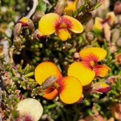 Dillwynia prostrata at Dry Plain, NSW - 25 Sep 2022