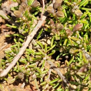 Dillwynia prostrata at Dry Plain, NSW - 25 Sep 2022