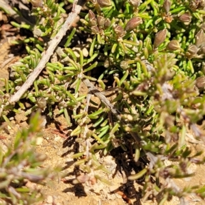 Dillwynia prostrata at Dry Plain, NSW - 25 Sep 2022