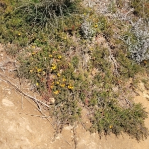 Dillwynia prostrata at Dry Plain, NSW - 25 Sep 2022