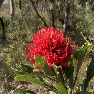 Telopea speciosissima (NSW Waratah) at Hyams Beach, NSW - 25 Sep 2022 by AnneG1