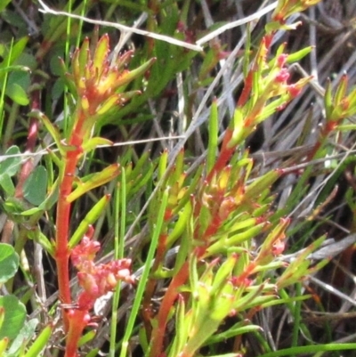 Haloragis heterophylla (Variable Raspwort) at Molonglo Valley, ACT - 25 Sep 2022 by sangio7
