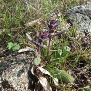 Ajuga australis at Molonglo Valley, ACT - 25 Sep 2022