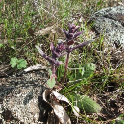 Ajuga australis (Austral Bugle) at Molonglo Valley, ACT - 25 Sep 2022 by sangio7