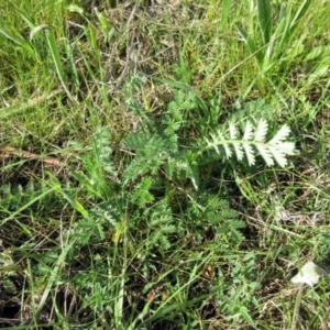 Acaena x ovina at Molonglo Valley, ACT - 25 Sep 2022