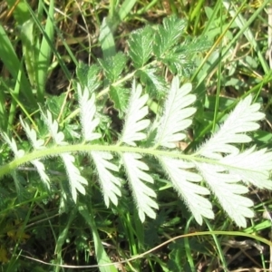 Acaena x ovina at Molonglo Valley, ACT - 25 Sep 2022