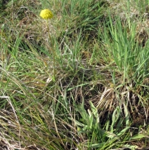 Craspedia variabilis at Molonglo Valley, ACT - suppressed