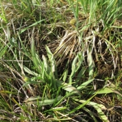 Craspedia variabilis at Molonglo Valley, ACT - suppressed