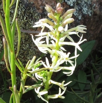 Stackhousia monogyna (Creamy Candles) at Molonglo Valley, ACT - 25 Sep 2022 by sangio7