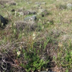 Stackhousia monogyna at Molonglo Valley, ACT - 25 Sep 2022