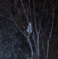 Pseudocheirus peregrinus (Common Ringtail Possum) at Gateway Island, VIC - 22 Sep 2022 by ChrisAllen