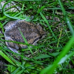 Limnodynastes dumerilii (Eastern Banjo Frog) at Gateway Island, VIC - 22 Sep 2022 by ChrisAllen