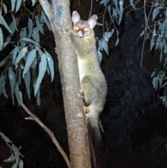 Trichosurus vulpecula (Common Brushtail Possum) at South Albury, NSW - 22 Sep 2022 by ChrisAllen