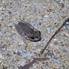 Litoria peronii (Peron's Tree Frog, Emerald Spotted Tree Frog) at Gateway Island, VIC - 22 Sep 2022 by ChrisAllen