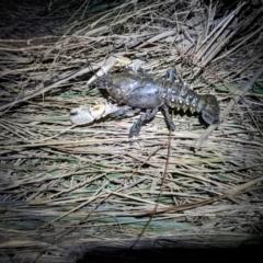 Unidentified Freshwater Crayfish at Bandiana, VIC - 25 Sep 2022 by ChrisAllen