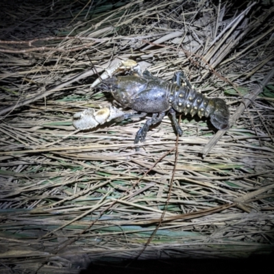 Unidentified Freshwater Crayfish at Bandiana, VIC - 25 Sep 2022 by ChrisAllen