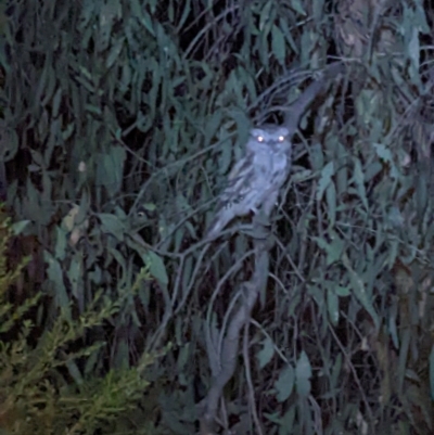 Podargus strigoides (Tawny Frogmouth) at Baranduda, VIC - 25 Sep 2022 by ChrisAllen