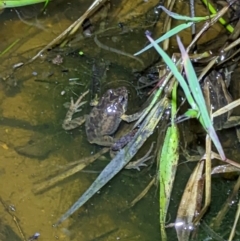 Crinia signifera (Common Eastern Froglet) at Wodonga, VIC - 25 Sep 2022 by ChrisAllen