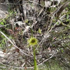 Drosera gunniana at Aranda, ACT - 26 Sep 2022