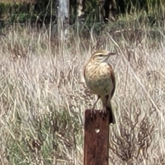 Anthus australis (Australian Pipit) at Mitchell, ACT - 26 Sep 2022 by trevorpreston