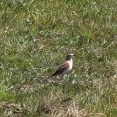 Anthus australis at Mitchell, ACT - 26 Sep 2022 12:24 PM