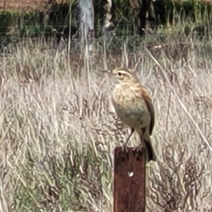 Anthus australis at Mitchell, ACT - 26 Sep 2022