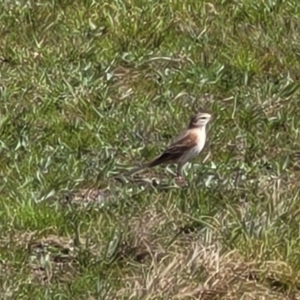 Anthus australis at Mitchell, ACT - 26 Sep 2022