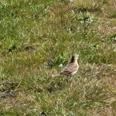 Anthus australis at Mitchell, ACT - 26 Sep 2022 12:24 PM