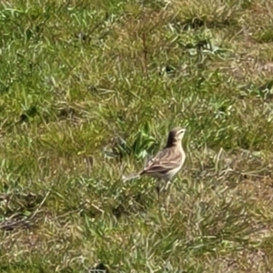 Anthus australis at Mitchell, ACT - 26 Sep 2022