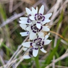 Wurmbea dioica subsp. dioica (Early Nancy) at Mitchell, ACT - 26 Sep 2022 by trevorpreston