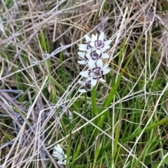 Wurmbea dioica subsp. dioica at Mitchell, ACT - 26 Sep 2022 12:28 PM