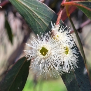 Eucalyptus dives at Crace Grasslands - 26 Sep 2022