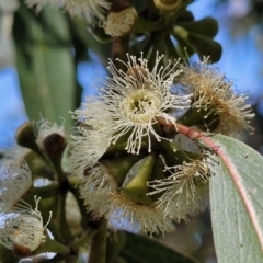 Eucalyptus dives at Crace Grasslands - 26 Sep 2022