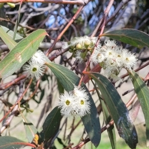 Eucalyptus dives at Mitchell, ACT - 26 Sep 2022