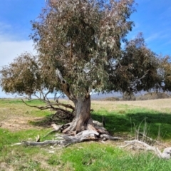 Eucalyptus dives at Mitchell, ACT - 26 Sep 2022