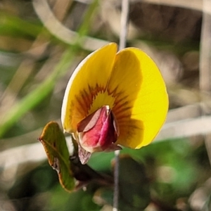 Bossiaea prostrata at Mitchell, ACT - 26 Sep 2022