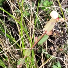 Bossiaea prostrata at Mitchell, ACT - 26 Sep 2022 12:34 PM