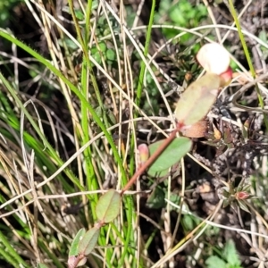 Bossiaea prostrata at Mitchell, ACT - 26 Sep 2022