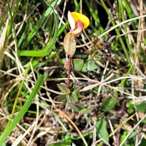 Bossiaea prostrata at Mitchell, ACT - 26 Sep 2022