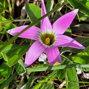 Romulea rosea var. australis at Mitchell, ACT - 26 Sep 2022