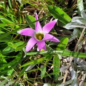 Romulea rosea var. australis at Mitchell, ACT - 26 Sep 2022