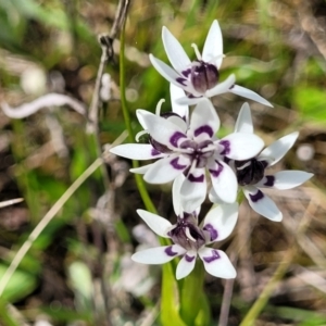 Wurmbea dioica subsp. dioica at Mitchell, ACT - 26 Sep 2022 12:35 PM