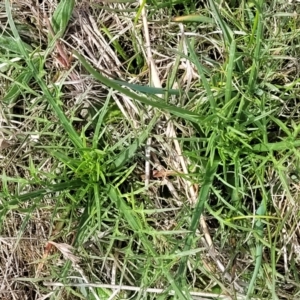 Eryngium ovinum at Mitchell, ACT - 26 Sep 2022 12:36 PM