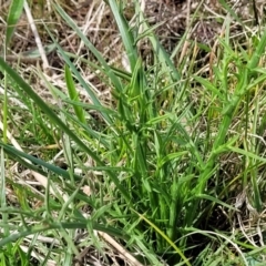 Eryngium ovinum at Mitchell, ACT - 26 Sep 2022 12:36 PM